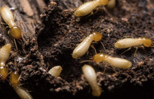 Edukasi Rayap untuk Perlindungan Bangunan