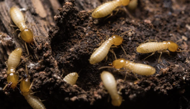 Edukasi Rayap untuk Perlindungan Bangunan